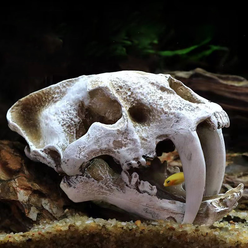 Dinosaur Skull Model Velocirap - огляд і ціна Aquarium Fish Diseases
