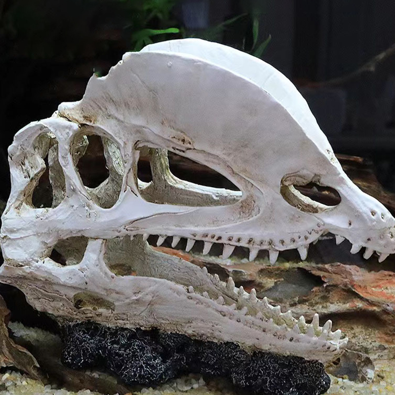 Dinosaur Skull Model Velocirap - огляд і ціна Aquarium Fish Diseases